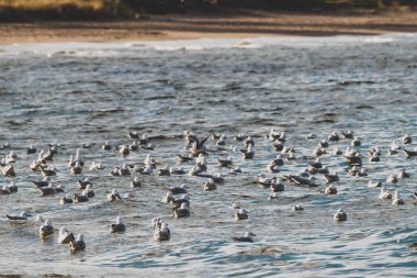 Güney Tazmanya 'nın altın saatinde sudaki martı sürüsüyle okyanus.