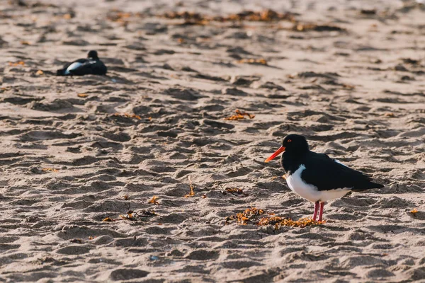 Par Aves Oystercatcher Pied Uma Praia Areia Tasmânia Austrália — Fotografia de Stock