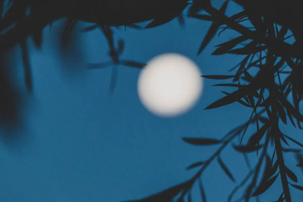 moon and tree branches in the night sky with focus on the branches, shot in Tasmania Australia