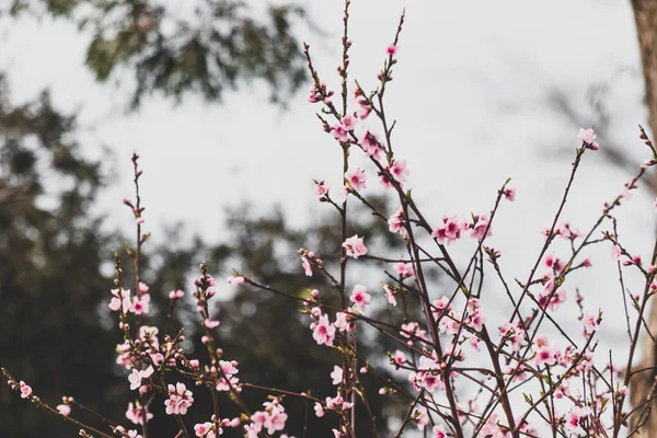 Fiori Rosa Albero All Aperto Giardino Australiano Girato Profondità Campo — Foto Stock