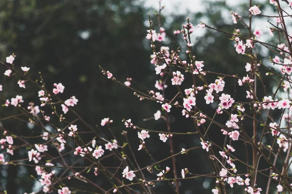 Fiori Rosa Albero All Aperto Giardino Australiano Girato Profondità Campo — Foto Stock