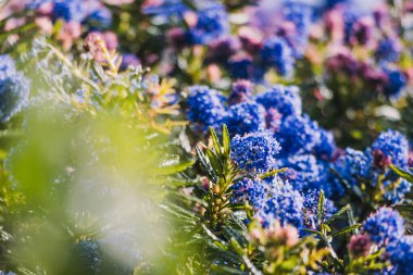 Açık havada mavi çiçekli Pasifik mavi okyanus ağacı. Güneşli arka bahçede. Telefoto mercekli sığ bir alan derinliği.