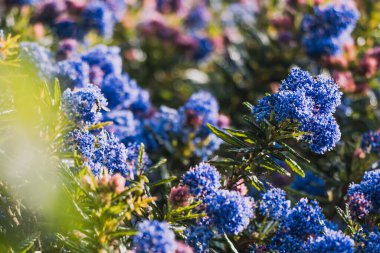 Açık havada mavi çiçekli Pasifik mavi okyanus ağacı. Güneşli arka bahçede. Telefoto mercekli sığ bir alan derinliği.