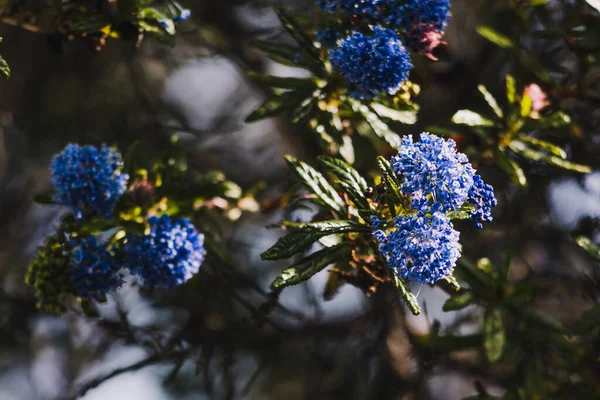 Csendes Kék Ceanothus Kék Virágokkal Szabadban Napos Kertben Lövés Sekély — Stock Fotó