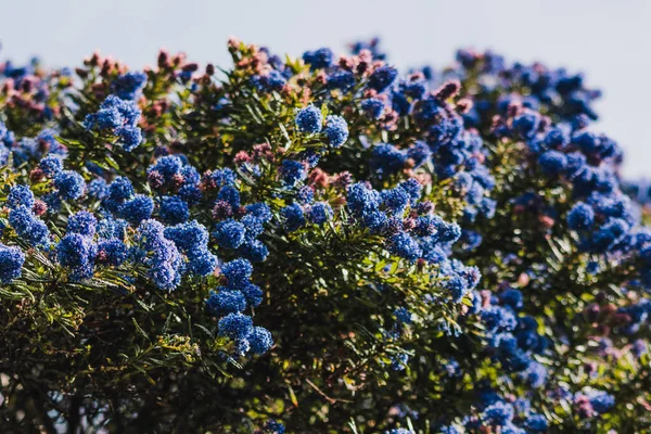 Csendes Kék Ceanothus Kék Virágokkal Szabadban Napos Kertben Lövés Sekély — Stock Fotó