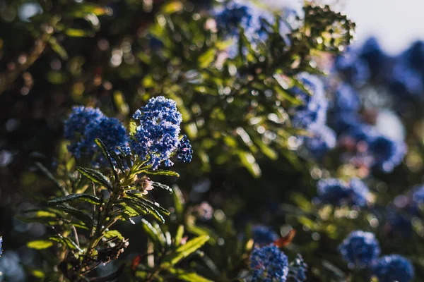 파란만장 꽃들이 밖에서 태평양푸른 나무와 텔레포트 지면의 깊이에 — 스톡 사진