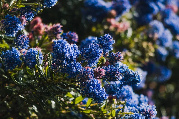 Csendes Kék Ceanothus Kék Virágokkal Szabadban Napos Kertben Lövés Sekély — Stock Fotó