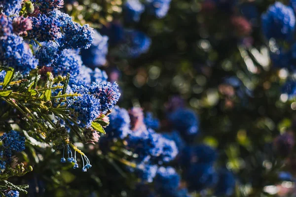 Csendes Kék Ceanothus Kék Virágokkal Szabadban Napos Kertben Lövés Sekély — Stock Fotó