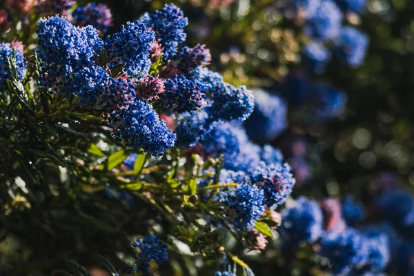 Csendes Kék Ceanothus Kék Virágokkal Szabadban Napos Kertben Lövés Sekély — Stock Fotó