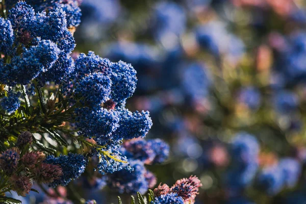 파란만장 꽃들이 밖에서 태평양푸른 나무와 텔레포트 지면의 깊이에 — 스톡 사진