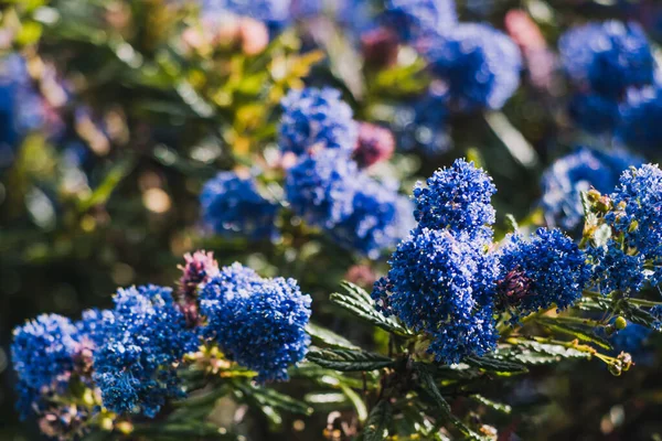 Csendes Kék Ceanothus Kék Virágokkal Szabadban Napos Kertben Lövés Sekély — Stock Fotó