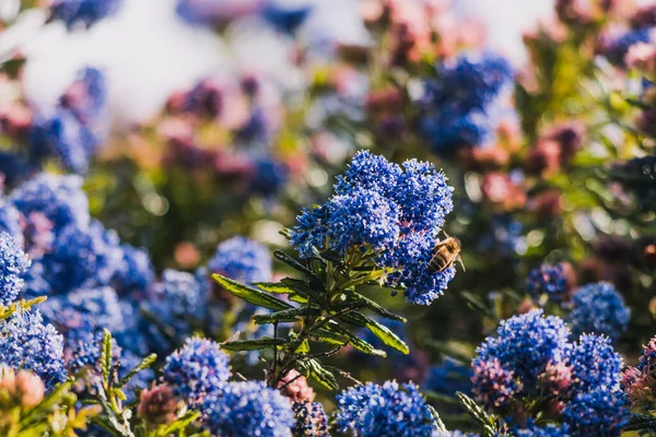 Csendes Kék Ceanothus Kék Virágokkal Szabadban Napos Kertben Lövés Sekély — Stock Fotó