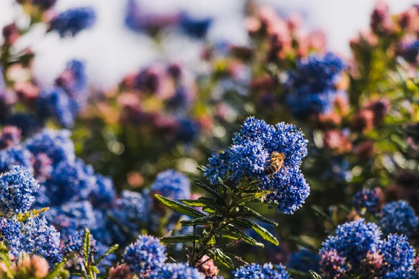 Csendes Kék Ceanothus Kék Virágokkal Szabadban Napos Kertben Lövés Sekély — Stock Fotó