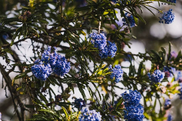 Csendes Kék Ceanothus Kék Virágokkal Szabadban Napos Kertben Lövés Sekély — Stock Fotó