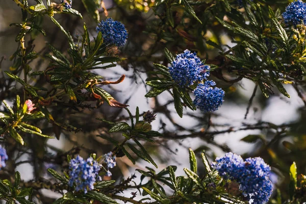 Csendes Kék Ceanothus Kék Virágokkal Szabadban Napos Kertben Lövés Sekély — Stock Fotó
