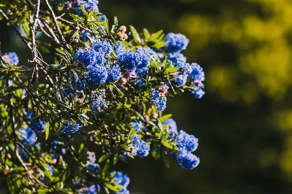 Csendes Kék Ceanothus Kék Virágokkal Szabadban Napos Kertben Lövés Sekély — Stock Fotó