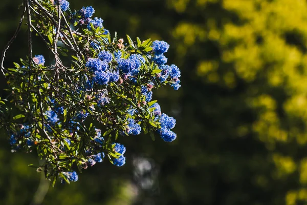 Csendes Kék Ceanothus Kék Virágokkal Szabadban Napos Kertben Lövés Sekély — Stock Fotó