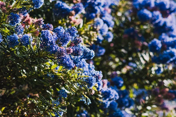 Csendes Kék Ceanothus Kék Virágokkal Szabadban Napos Kertben Lövés Sekély — Stock Fotó