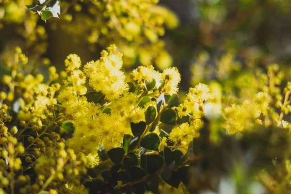 Natív Ausztrál Wattle Növény Szabadtéri Napsütötte Kertben Lövés Sekély Mélységben — Stock Fotó