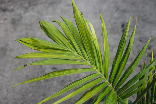 Güneşli Arka Bahçedeki Palmiye Bitkisinin Yakınına Sığ Bir Alan Derinliğinde — Stok fotoğraf