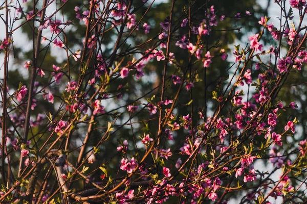 Fiori Rosa Sul Pesco All Aperto Cortile Soleggiato Girato Profondità — Foto Stock