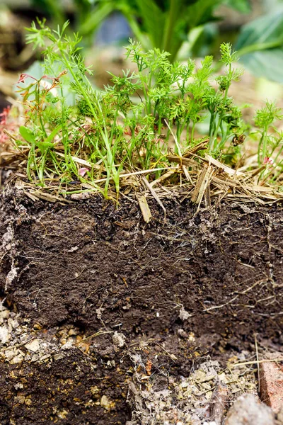 View Soil Roots Herbs Growing Outdoor Sunny Vegetable Garden Shot — Stock Photo, Image