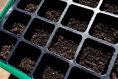 Mini seranın içindeki tohumlar açık havada güneşli bir sebze bahçesinde sığ bir tarlada çekiliyor.