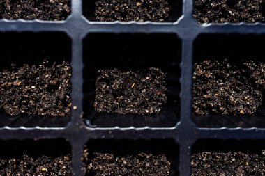 Mini seranın içindeki tohumlar açık havada güneşli bir sebze bahçesinde sığ bir tarlada çekiliyor.