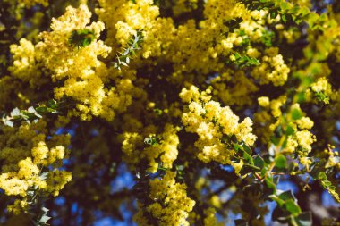 Avustralya 'nın yerli otlağı açık havada güneşli arka bahçede sığ bir tarlada vuruldu.