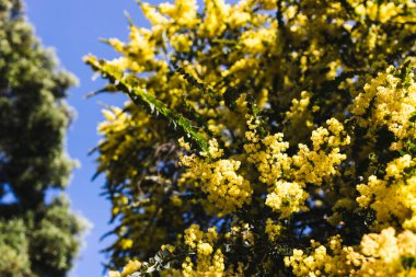 Avustralya 'nın yerli otlağı açık havada güneşli arka bahçede sığ bir tarlada vuruldu.