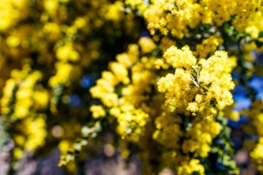 Avustralya 'nın yerli otlağı açık havada güneşli arka bahçede sığ bir tarlada vuruldu.