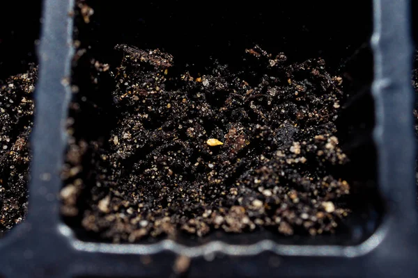 Sementes Dentro Mini Bandeja Mudas Estufa Livre Jardim Legumes Ensolarado — Fotografia de Stock