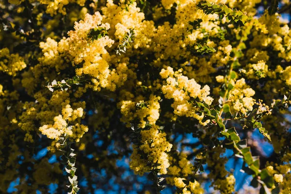 Ιθαγενή Αυστραλιανό Wattle Φυτό Εξωτερική Στην Ηλιόλουστη Αυλή Πυροβόλησε Ρηχό — Φωτογραφία Αρχείου