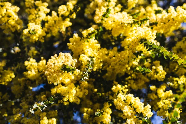 Natív Ausztrál Wattle Növény Szabadtéri Napsütötte Kertben Lövés Sekély Mélységben — Stock Fotó