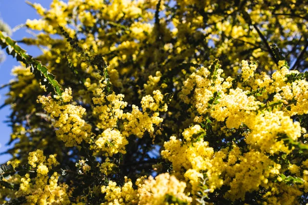 Nativo Australiano Wattle Planta Livre Ensolarado Quintal Tiro Profundidade Rasa — Fotografia de Stock