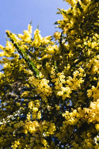 Native Australian Wattle Plant Outdoor Sunny Backyard Shot Shallow Depth — Stock Photo, Image