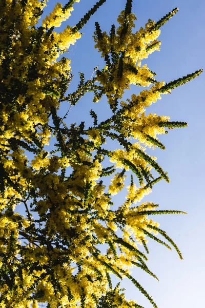 Ιθαγενή Αυστραλιανό Wattle Φυτό Εξωτερική Στην Ηλιόλουστη Αυλή Πυροβόλησε Ρηχό — Φωτογραφία Αρχείου
