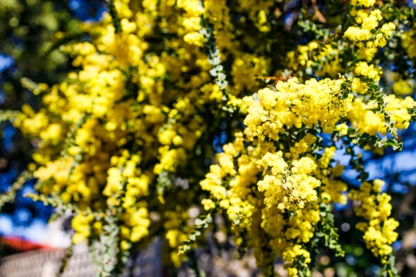 Ιθαγενή Αυστραλιανό Wattle Φυτό Εξωτερική Στην Ηλιόλουστη Αυλή Πυροβόλησε Ρηχό — Φωτογραφία Αρχείου