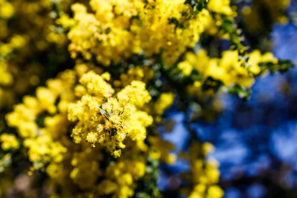 Ιθαγενή Αυστραλιανό Wattle Φυτό Εξωτερική Στην Ηλιόλουστη Αυλή Πυροβόλησε Ρηχό — Φωτογραφία Αρχείου