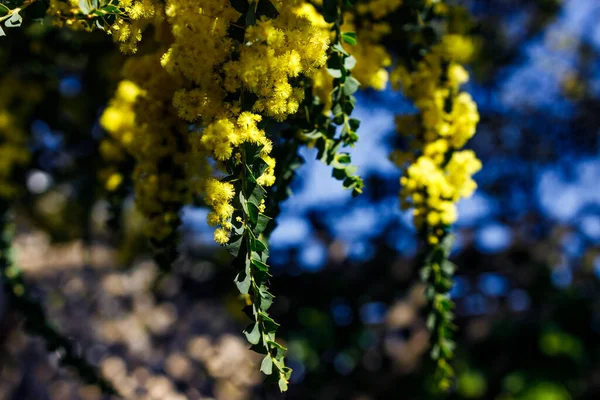 Natív Ausztrál Wattle Növény Szabadtéri Napsütötte Kertben Lövés Sekély Mélységben — Stock Fotó