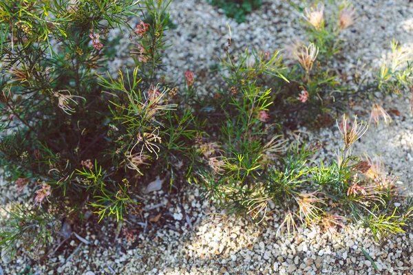 Nativo Australiano Semperflorens Grevillea Planta Aire Libre Soleado Patio Trasero — Foto de Stock