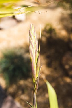 Pembe gladiolus çiçeklerinin yakın çekimleri açık havada güneşli arka bahçede sığ tarlalarda çekiliyor.