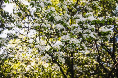 Güneşli arka bahçede, çiçek açan ağaçların üzerine yakın plan beyaz çiçekler sığ tarla derinliğinde çekiliyor.