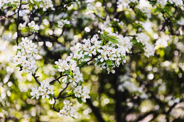 Primo Piano Fiori Bianchi Albero Fiorito All Aperto Cortile Soleggiato — Foto Stock