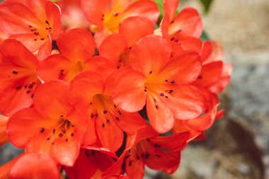 Turuncu vireya rhododendron bitkisine yakın çekim. Bahçede mercan çiçekleri var.