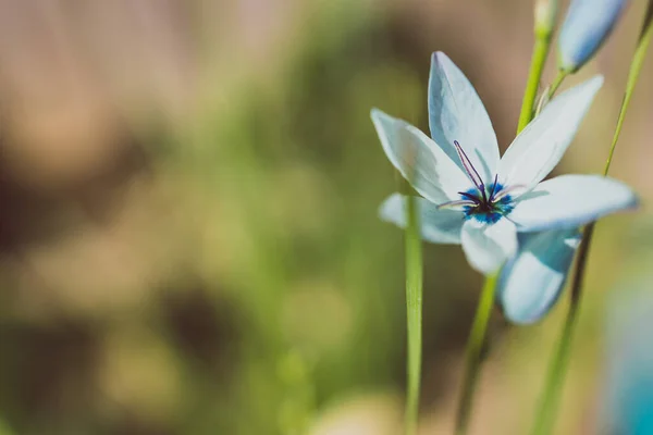 Primer Plano Ixia Planta Lirios Maíz Africanos Con Flores Azules — Foto de Stock