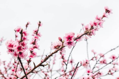 Avustralya 'nın arka bahçesindeki ağaç dallarında bahar mevsiminde, doğa ve peyzaj temalı pembe erik çiçekleri.