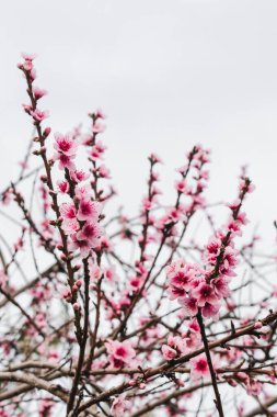 Avustralya 'nın arka bahçesindeki ağaç dallarında bahar mevsiminde, doğa ve peyzaj temalı pembe erik çiçekleri.