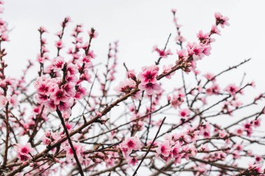 Avustralya 'nın arka bahçesindeki ağaç dallarında bahar mevsiminde, doğa ve peyzaj temalı pembe erik çiçekleri.