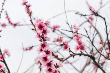 Avustralya 'nın arka bahçesindeki ağaç dallarında bahar mevsiminde, doğa ve peyzaj temalı pembe erik çiçekleri.